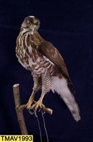 鳳頭蒼鷹藏品圖，第6張